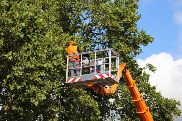 The Steps Involved in Our Tree Care Process in Cooper City, FL